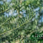 garten_olivenbaeume_WA0094